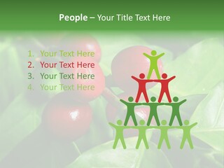 Branch Of A Coffee Tree With Ripe Fruits PowerPoint Template