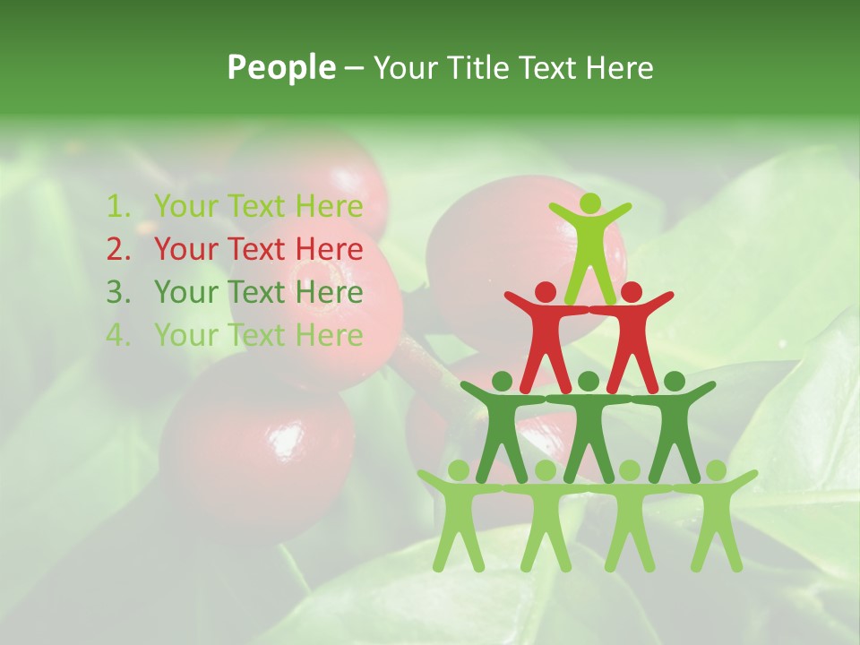 Branch Of A Coffee Tree With Ripe Fruits PowerPoint Template