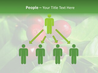 Branch Of A Coffee Tree With Ripe Fruits PowerPoint Template