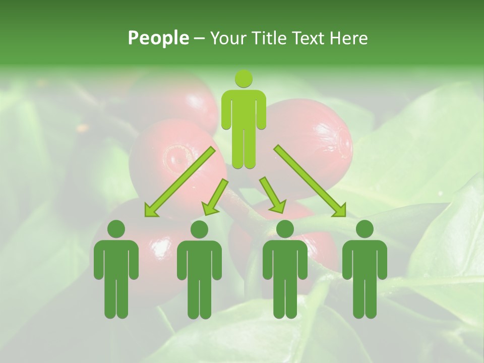 Branch Of A Coffee Tree With Ripe Fruits PowerPoint Template