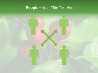 Branch Of A Coffee Tree With Ripe Fruits PowerPoint Template