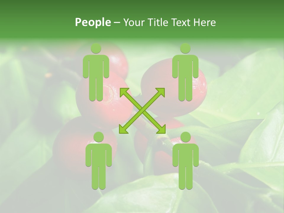 Branch Of A Coffee Tree With Ripe Fruits PowerPoint Template