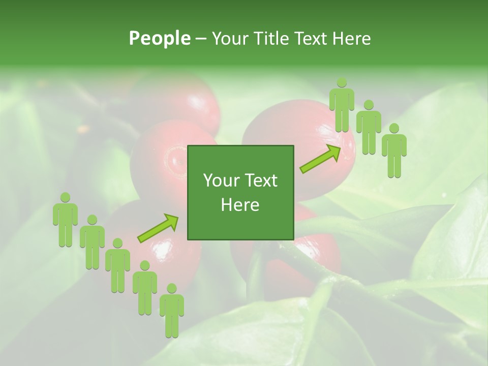 Branch Of A Coffee Tree With Ripe Fruits PowerPoint Template