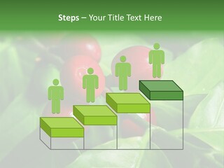 Branch Of A Coffee Tree With Ripe Fruits PowerPoint Template