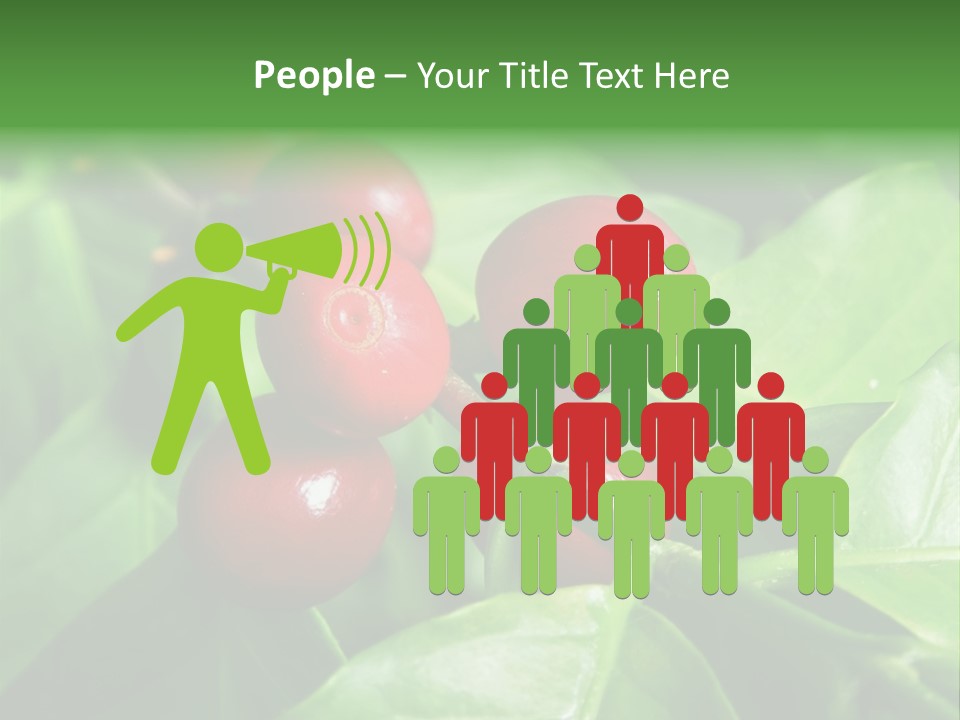 Branch Of A Coffee Tree With Ripe Fruits PowerPoint Template