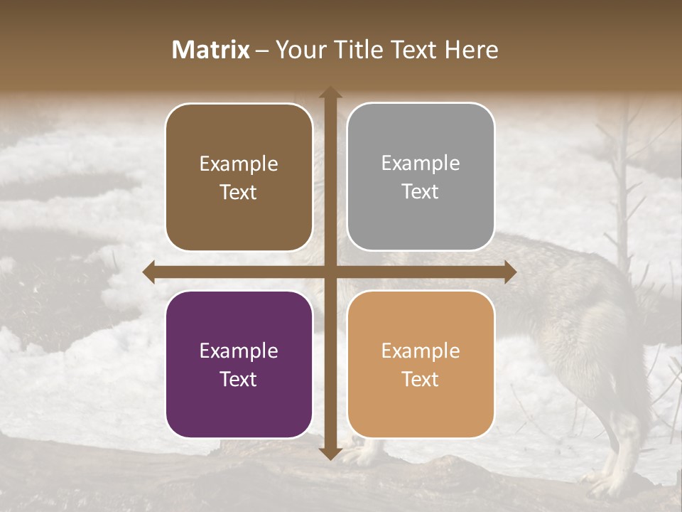 Lone Wolf Howling In Winter. PowerPoint Template
