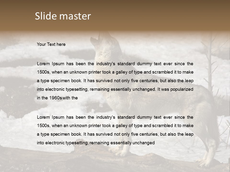 Lone Wolf Howling In Winter. PowerPoint Template
