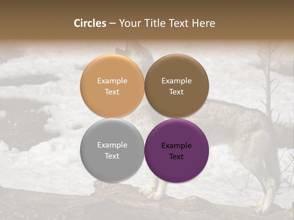 Lone Wolf Howling In Winter. PowerPoint Template