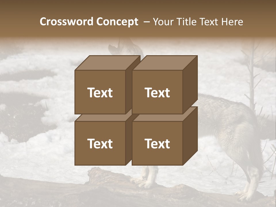 Lone Wolf Howling In Winter. PowerPoint Template