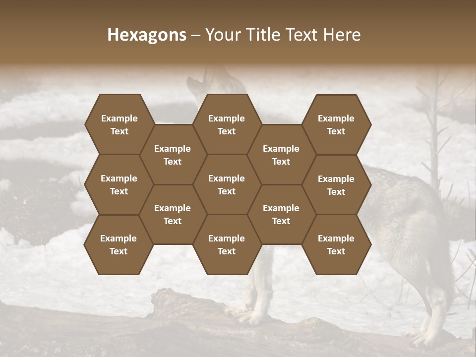 Lone Wolf Howling In Winter. PowerPoint Template