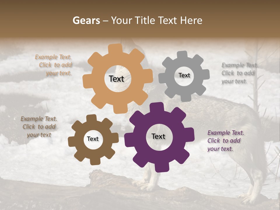 Lone Wolf Howling In Winter. PowerPoint Template