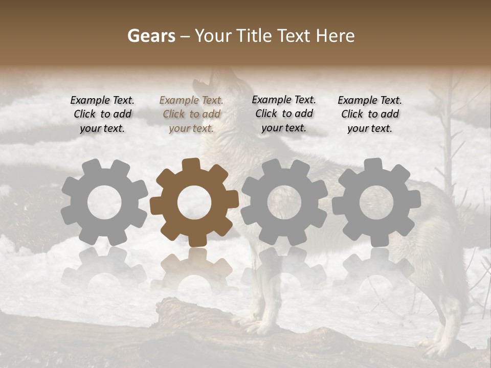 Lone Wolf Howling In Winter. PowerPoint Template