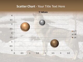Lone Wolf Howling In Winter. PowerPoint Template