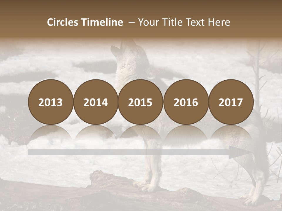 Lone Wolf Howling In Winter. PowerPoint Template