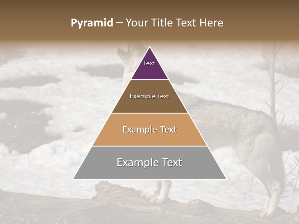 Lone Wolf Howling In Winter. PowerPoint Template