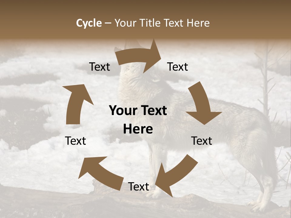 Lone Wolf Howling In Winter. PowerPoint Template