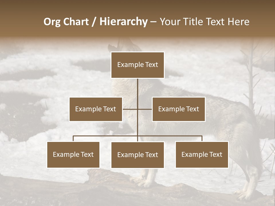 Lone Wolf Howling In Winter. PowerPoint Template