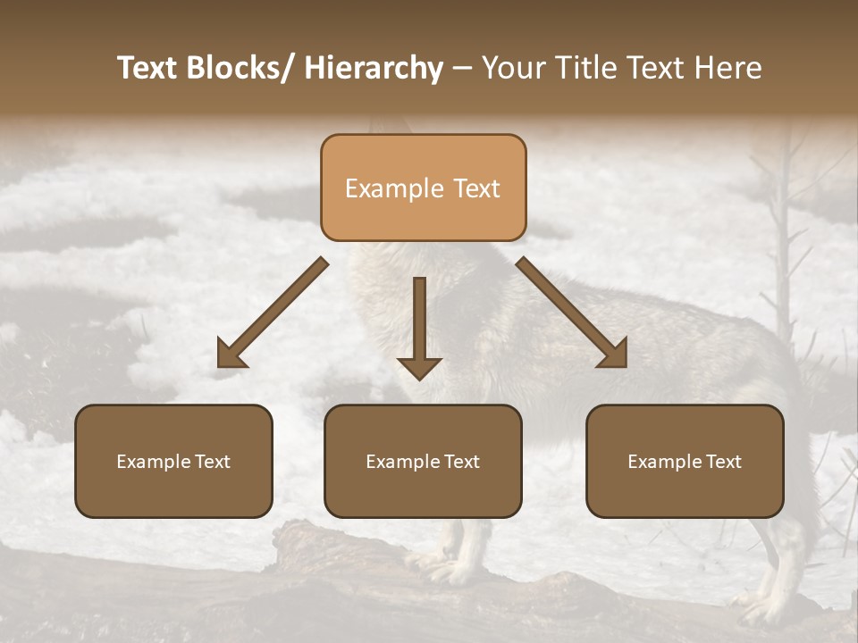 Lone Wolf Howling In Winter. PowerPoint Template