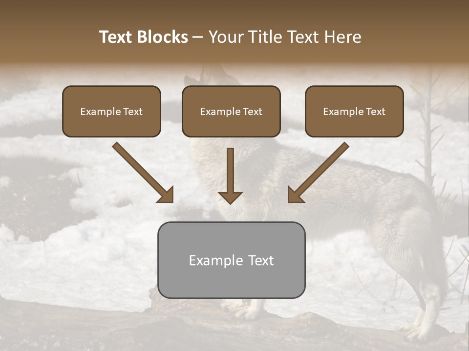 Lone Wolf Howling In Winter. PowerPoint Template