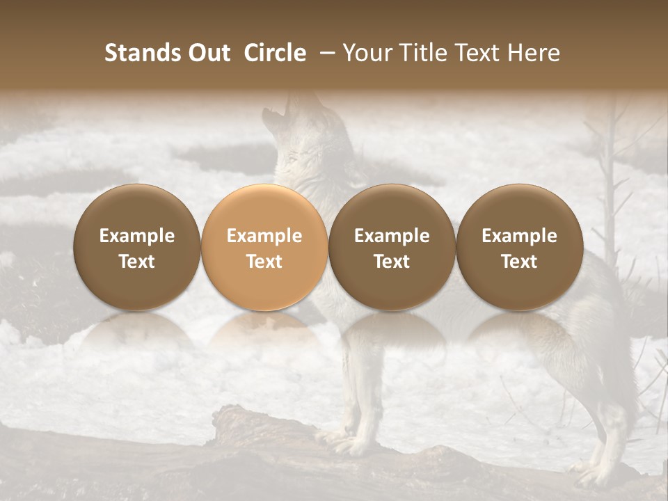 Lone Wolf Howling In Winter. PowerPoint Template