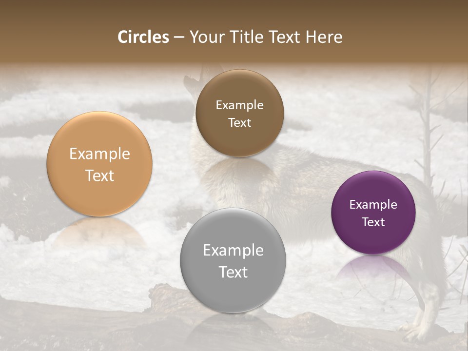 Lone Wolf Howling In Winter. PowerPoint Template