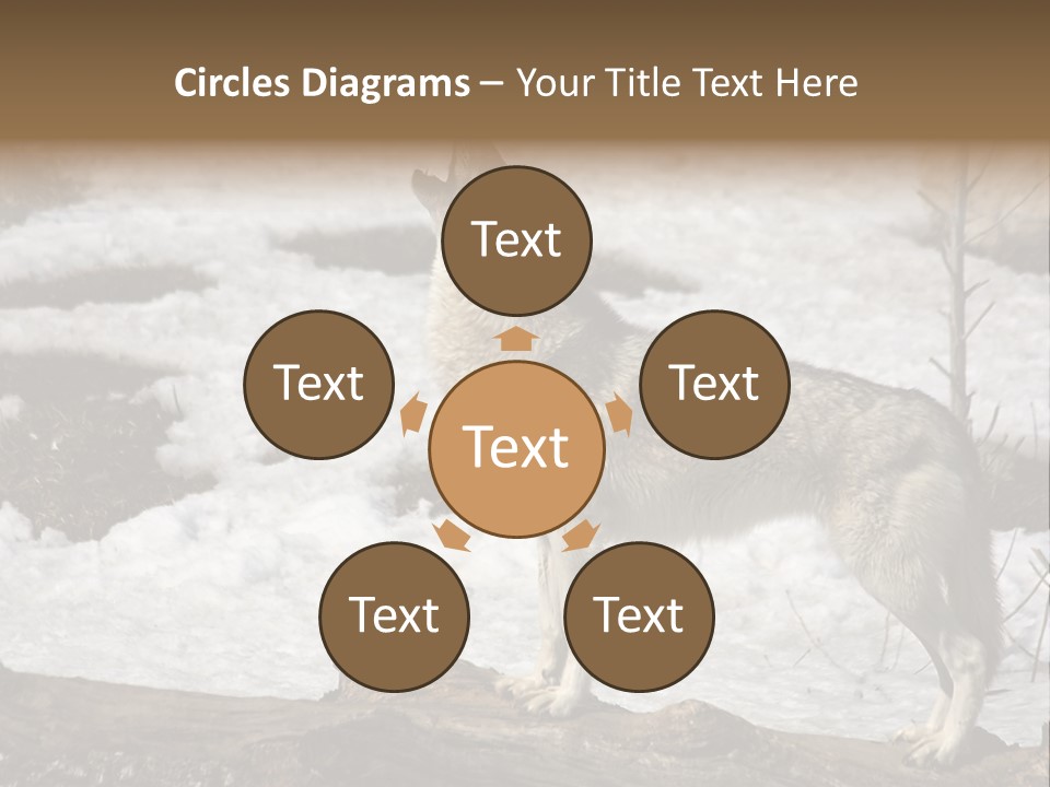 Lone Wolf Howling In Winter. PowerPoint Template