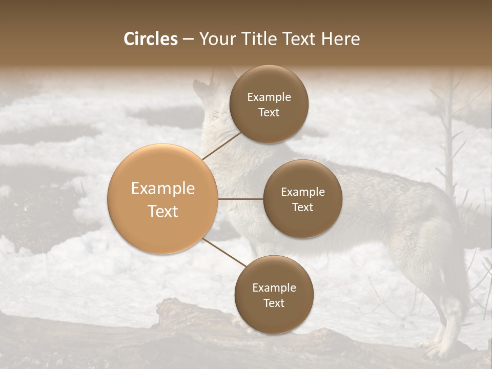 Lone Wolf Howling In Winter. PowerPoint Template