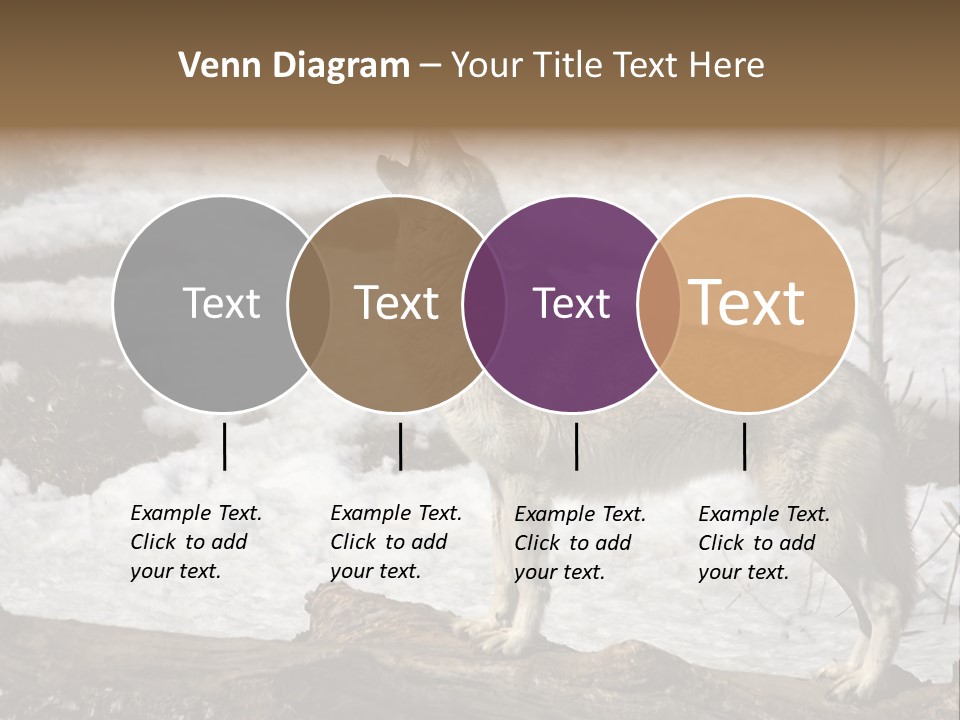 Lone Wolf Howling In Winter. PowerPoint Template