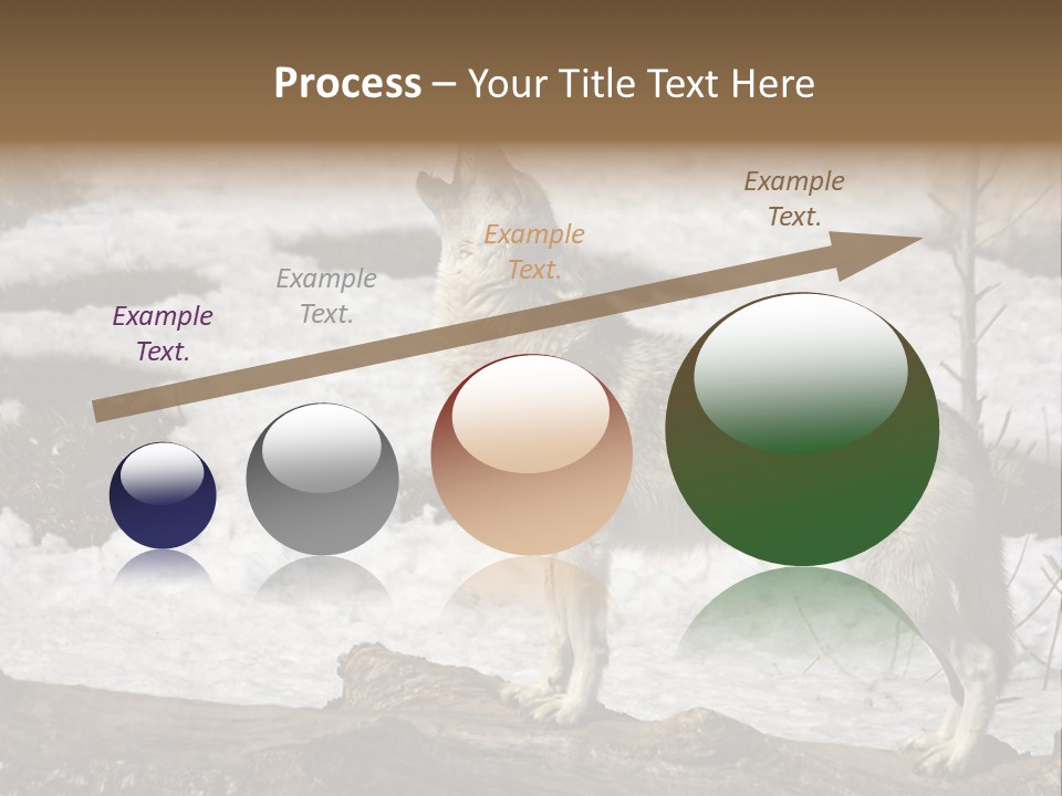 Lone Wolf Howling In Winter. PowerPoint Template