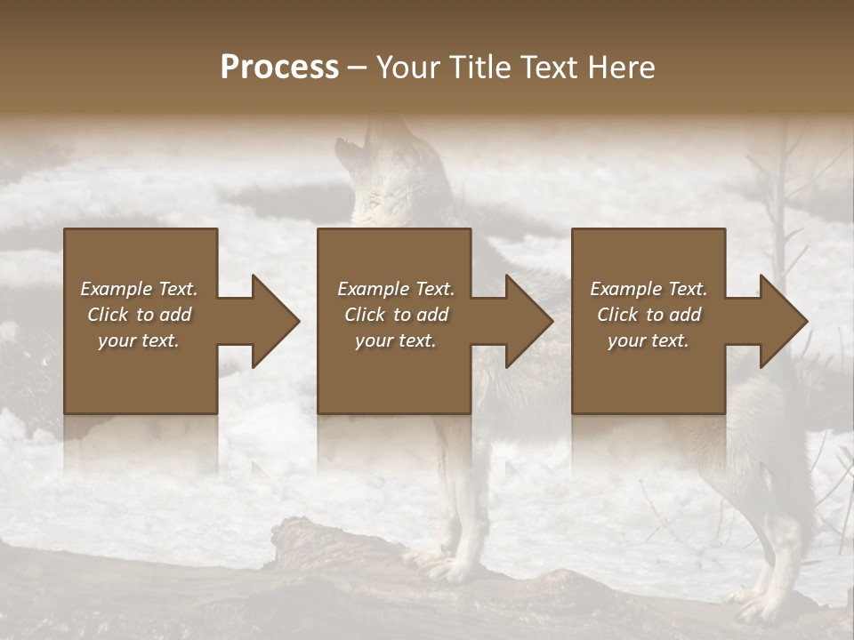 Lone Wolf Howling In Winter. PowerPoint Template