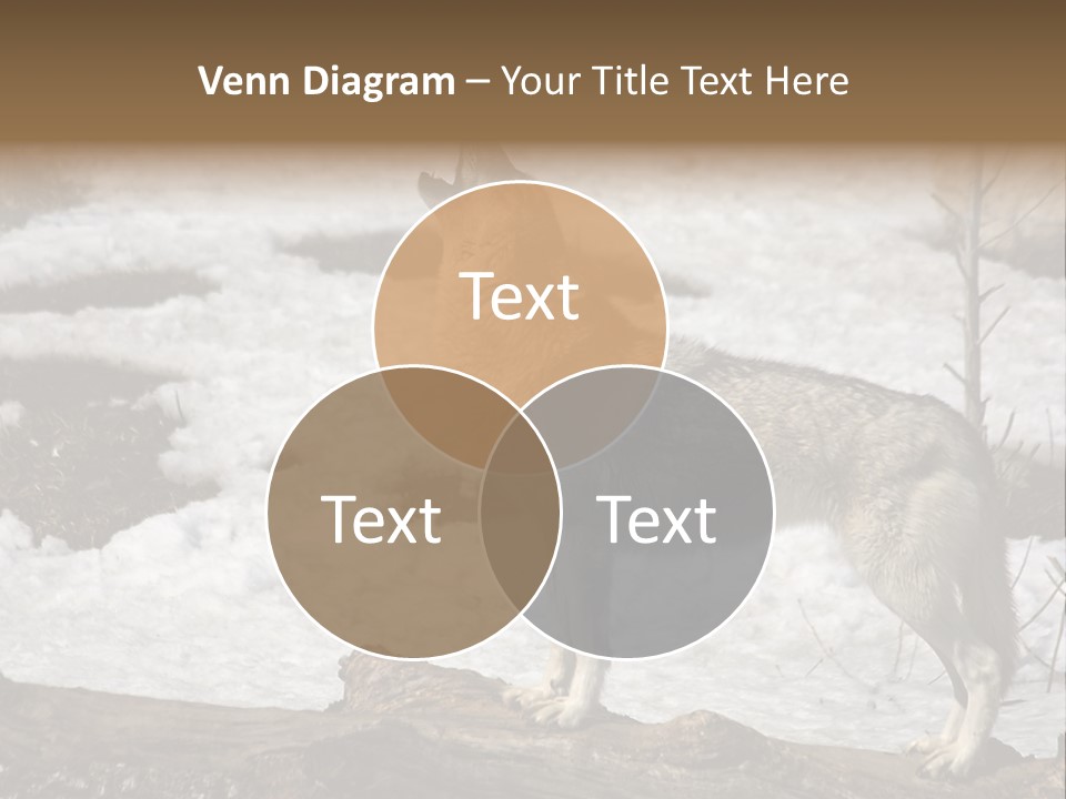 Lone Wolf Howling In Winter. PowerPoint Template