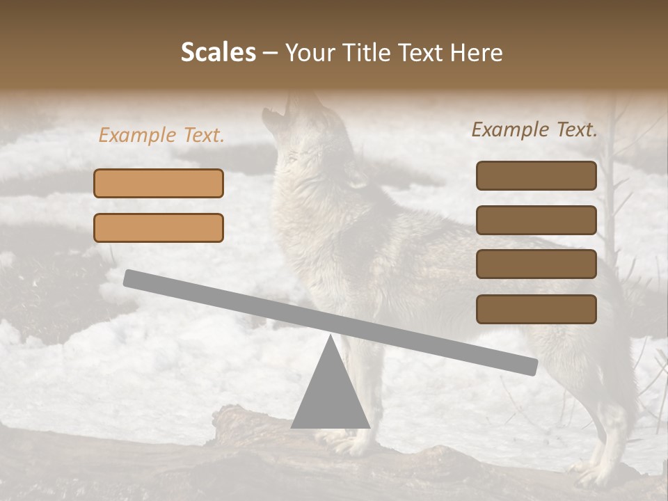 Lone Wolf Howling In Winter. PowerPoint Template