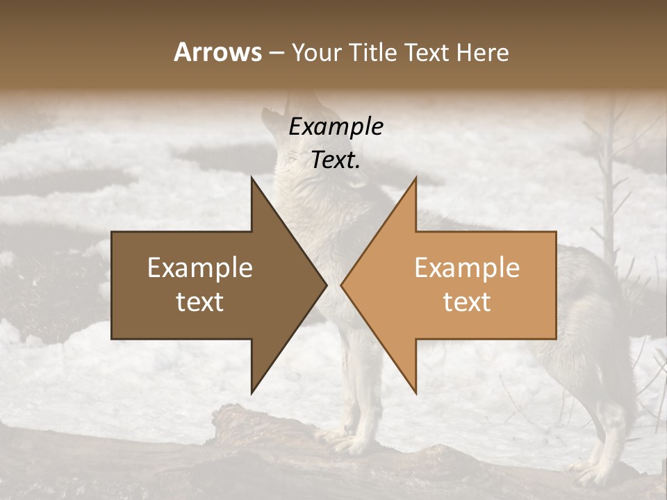 Lone Wolf Howling In Winter. PowerPoint Template