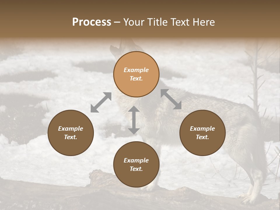 Lone Wolf Howling In Winter. PowerPoint Template