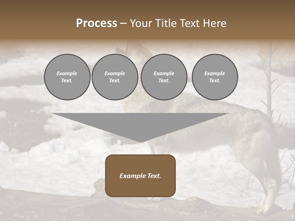 Lone Wolf Howling In Winter. PowerPoint Template