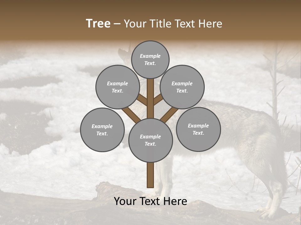 Lone Wolf Howling In Winter. PowerPoint Template