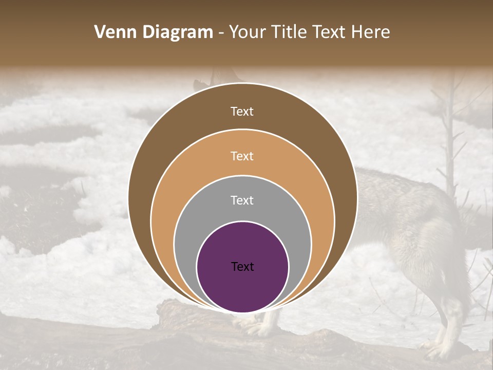 Lone Wolf Howling In Winter. PowerPoint Template