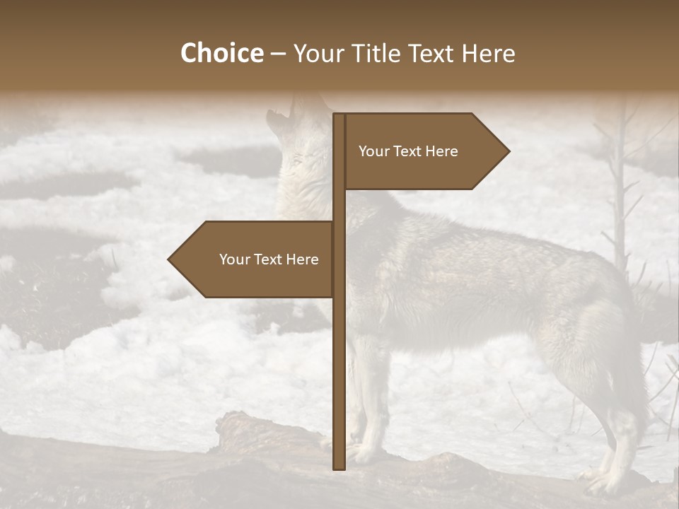 Lone Wolf Howling In Winter. PowerPoint Template