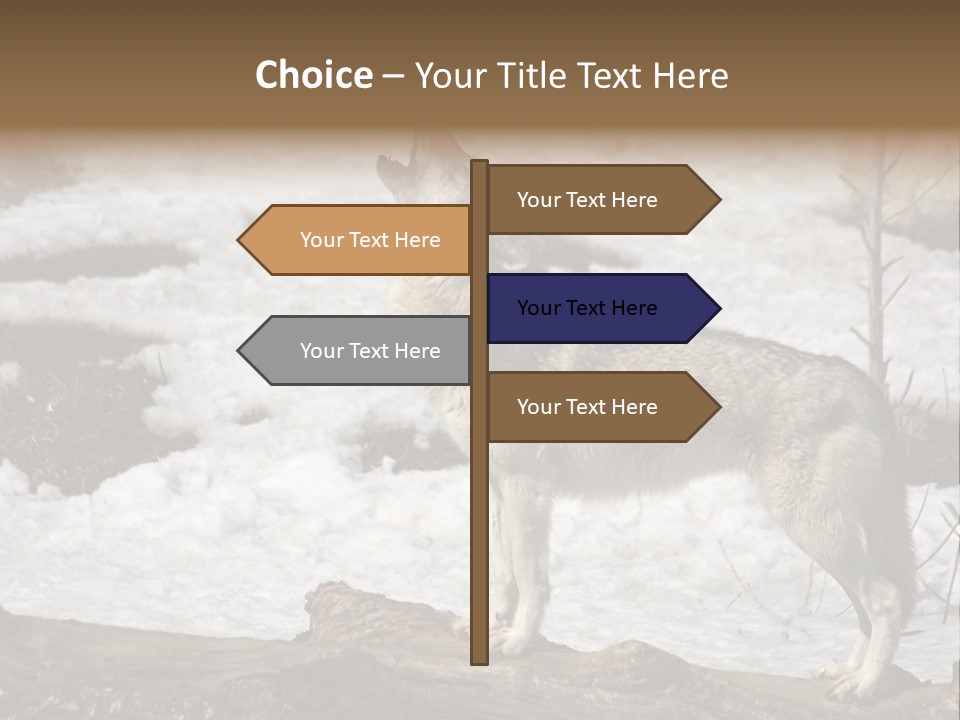 Lone Wolf Howling In Winter. PowerPoint Template