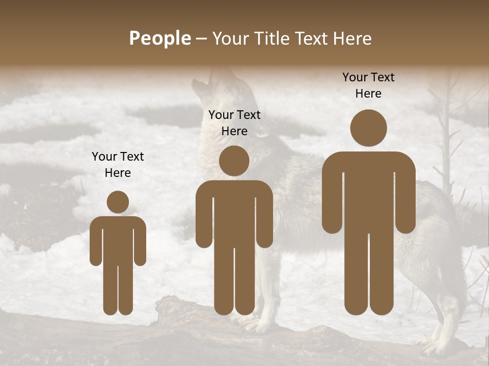 Lone Wolf Howling In Winter. PowerPoint Template