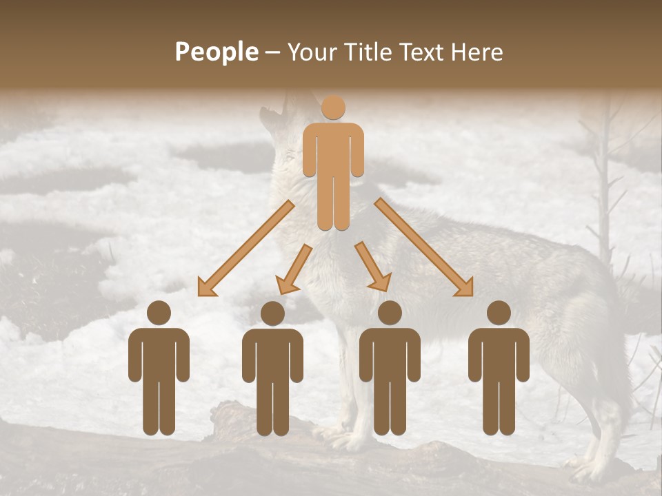 Lone Wolf Howling In Winter. PowerPoint Template