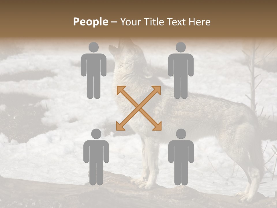 Lone Wolf Howling In Winter. PowerPoint Template
