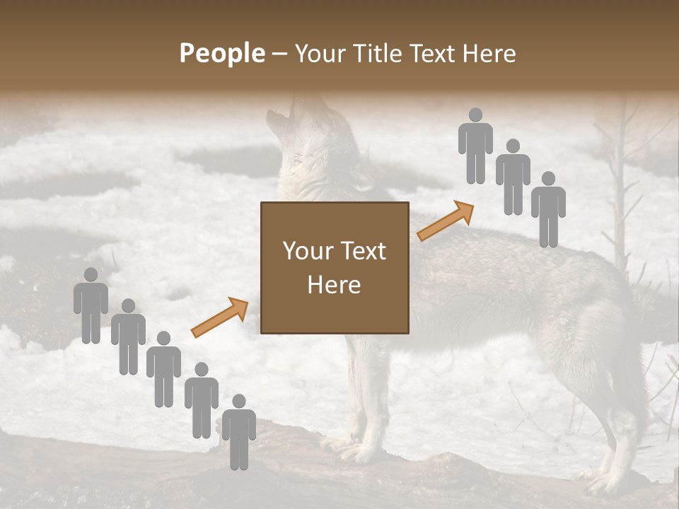 Lone Wolf Howling In Winter. PowerPoint Template