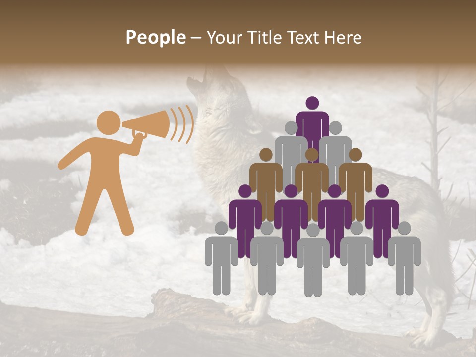 Lone Wolf Howling In Winter. PowerPoint Template
