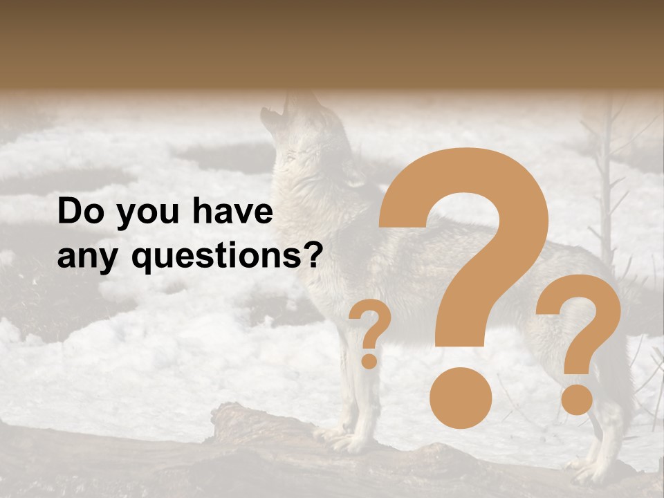 Lone Wolf Howling In Winter. PowerPoint Template