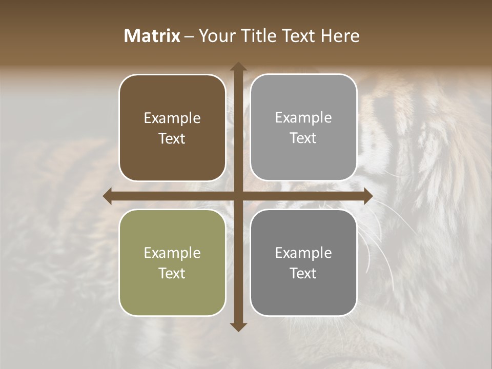 Bengal Tiger Roaring PowerPoint Template