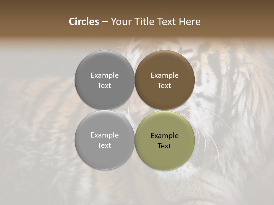 Bengal Tiger Roaring PowerPoint Template