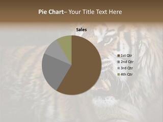 Bengal Tiger Roaring PowerPoint Template