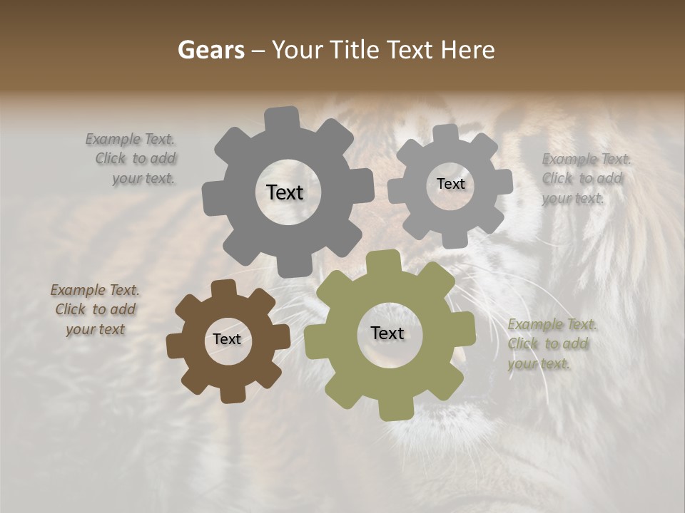 Bengal Tiger Roaring PowerPoint Template