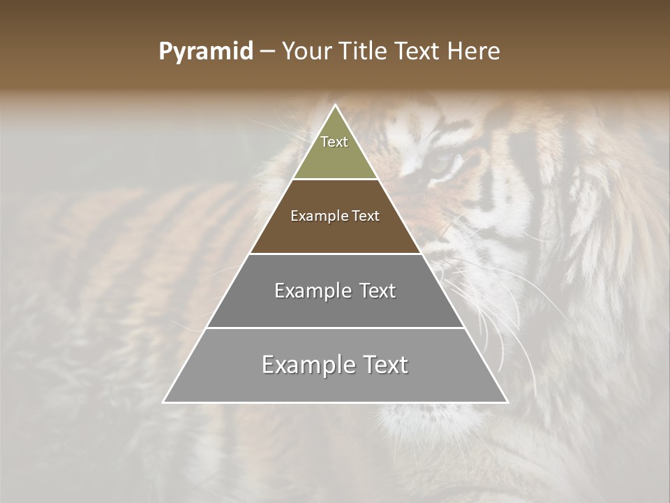 Bengal Tiger Roaring PowerPoint Template